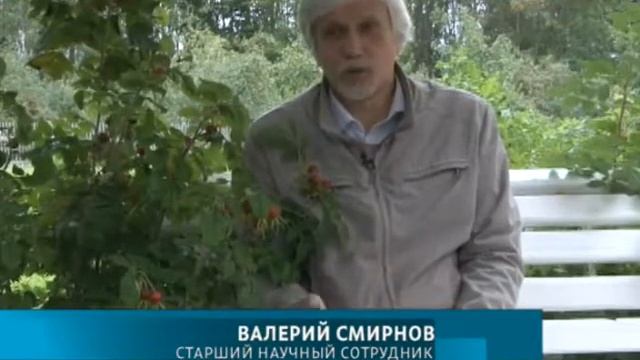 Музей-усадьба Николая Рериха в Изваре провел лето без туристов смотреть онлайн