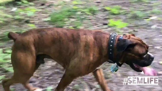 Мир глазами собаки: Парк Дубки #2 -Тропы добра - The world through the eyes of a dog: Park Dubki # смотреть онлайн