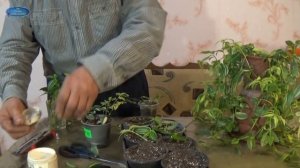 ТРАДЕСКАНЦИЯ. РАЗМНОЖЕНИЕ. ХОРОШИЙ СПОСОБ РАЗМНОЖЕНИЯ ТРАДЕСКАНЦИИ.
