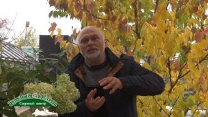 Засоление почвы