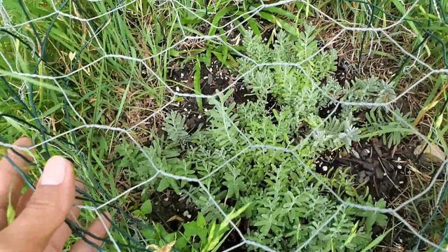 An update of my lavender plant смотреть онлайн