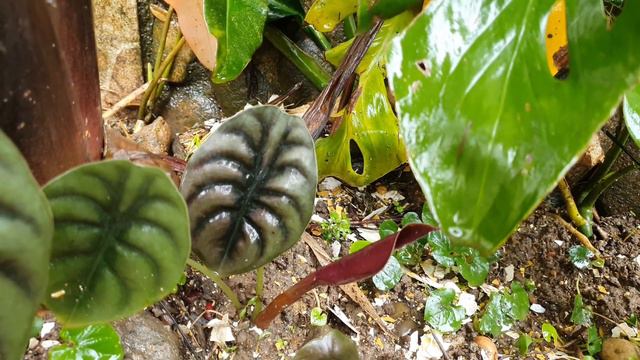 Alocasia’s -DESENVOLVIMENTO DA ALOCASIA CUPREA 25/JUNHO/2022. смотреть онлайн