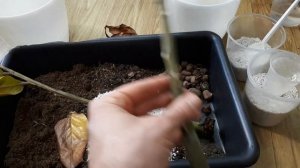 ЗАМИОКУЛЬКАС меня УДИВИЛ! Размножение замиокулькаса листом. Полезно знать