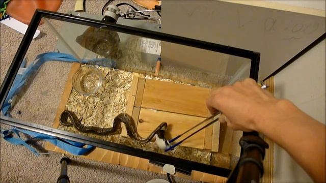 Ball python eating a rat in slow motion смотреть онлайн