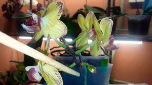 ???Липкие капли на цветоносе орхидеи. Что это? И что с этим делать?