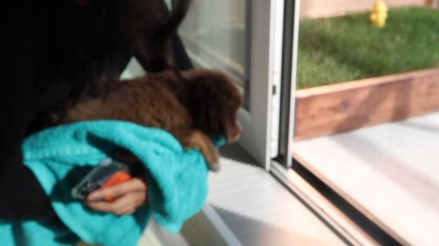 ☆ PICKING UP OUR PUPPY VLOG ☆ 8-WEEK OLD MINI AUSSIE смотреть онлайн