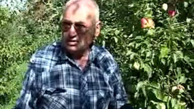 колоновидные яблони в Сибири у Железова В.К.flv смотреть онлайн