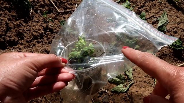 СУПЕР-СПОСОБ - черенкование КАЛИБРАХОА, СУРФИНИИ, ПЕТУНИИ смотреть онлайн