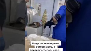 Кот на приеме у ветеринара\Appointment with a veterinarian