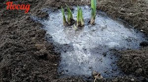 Делю и рассаживаю хосту весной