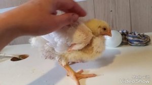 Что делать, если цыпленок сел на ноги? ??