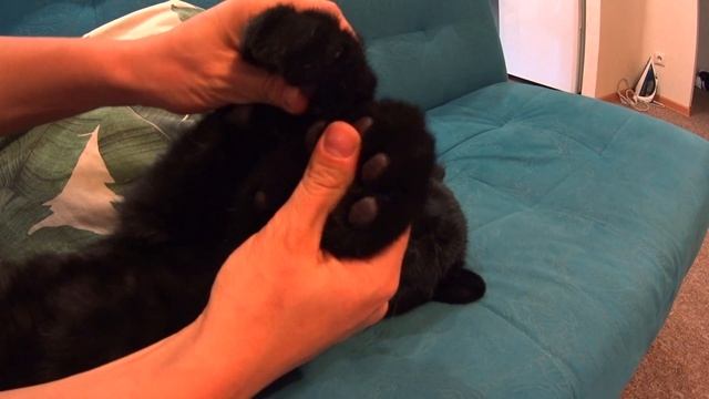?? Lullaby from Luna the panther ?? Cute little kitten relaxing video смотреть онлайн