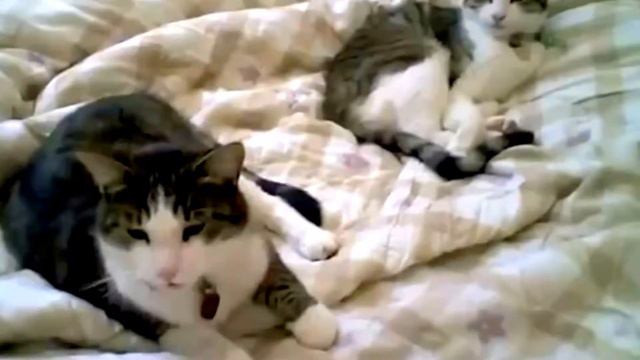 Как икают, зевают животные)) смотреть онлайн