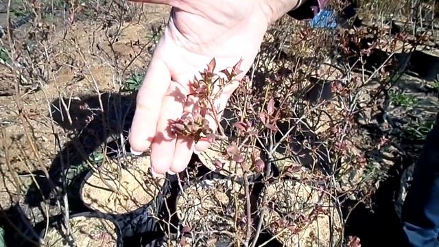 Саженцы голубики разных сортов. Цветение смотреть онлайн
