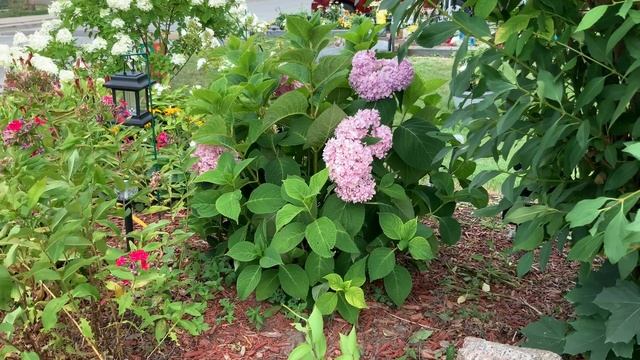 Never Plant Hydrangea Macrophylla If You Live In USDA Zone 5 Or Colder! смотреть онлайн