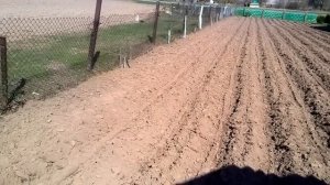 посадка картофеля трёхрядным окучником