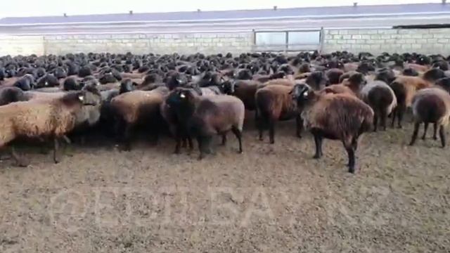 Еділбай қойы | эдильбаевские овцы смотреть онлайн