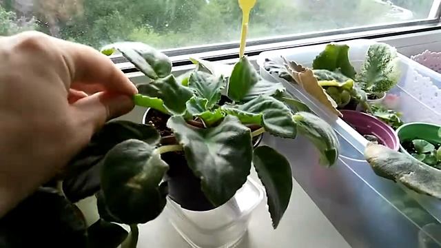 Переводим фиалочки на фитильный полив.