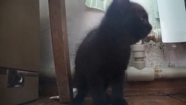 CATS. CATS. CATS смотреть онлайн