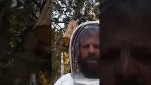 Колоды из досок. Андрей Артёмов. Бортевое и колодное пчеловодство