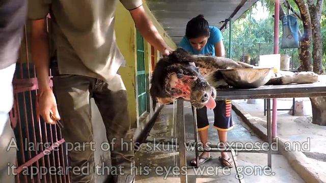 The dog who grew a new face – Kalu’s astounding recovery (graphic). смотреть онлайн