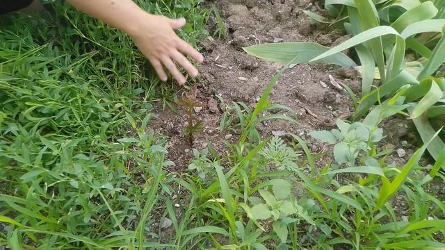 Ежевика Насолода и Торнесс разочаровывают.Размножаю хорошие сорта. смотреть онлайн