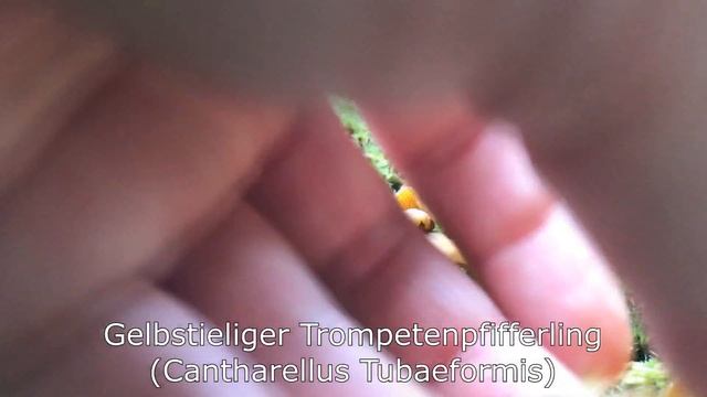 Speisepilze am 12.09.2017 | PILZE SEPTEMBER 2017 смотреть онлайн