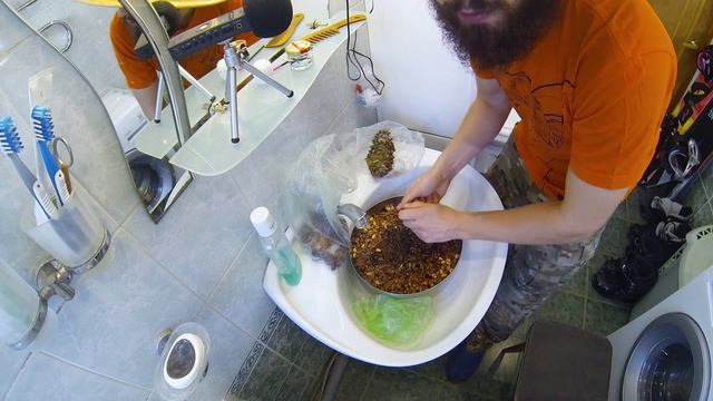 Как вырастить кедр из орешка смотреть онлайн