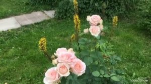 Розы Клер Ренесанс и Беролина. Желтая лилия.