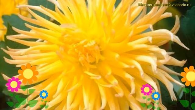 Георгина махровая Стар Спектасие. Краткий обзор, описание Dáhlia Variabilis Star Spectacle