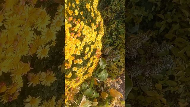 Цветы счастья смотреть онлайн