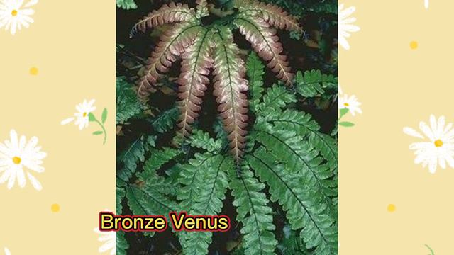 FERN VARIETIES /MARGIE PULIDO VLOGS смотреть онлайн