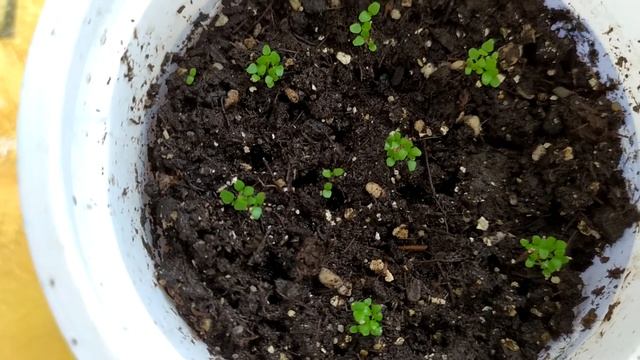 Лобелия кустовая Ривьера Роуз. Выращивание из семян. смотреть онлайн