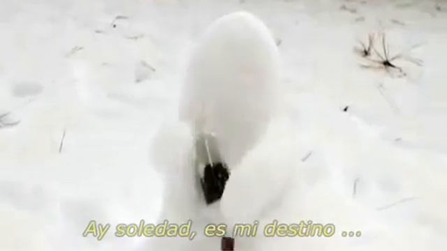 Cesária Évora. Ausencia. (Subtitulado español) смотреть онлайн