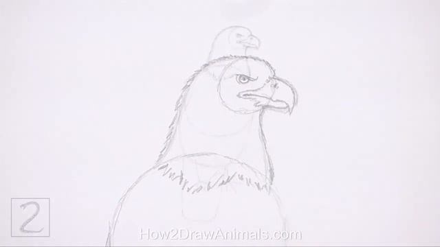 How to Draw a Bald Eagle смотреть онлайн