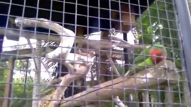 Парк птиц на Бали. Love birds смотреть онлайн