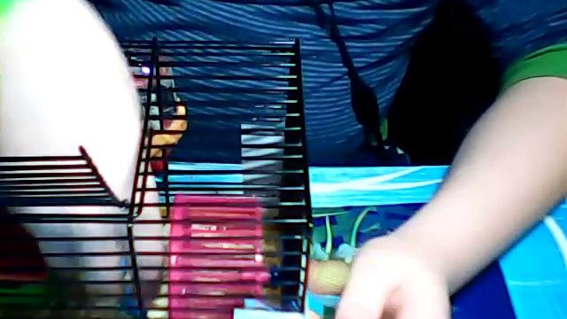 уход и содержание джунгарских хомяков.!!@@%%&& =( =) смотреть онлайн