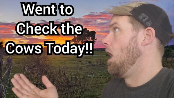 CHECKING  Cows Today, Not making Any predictions!