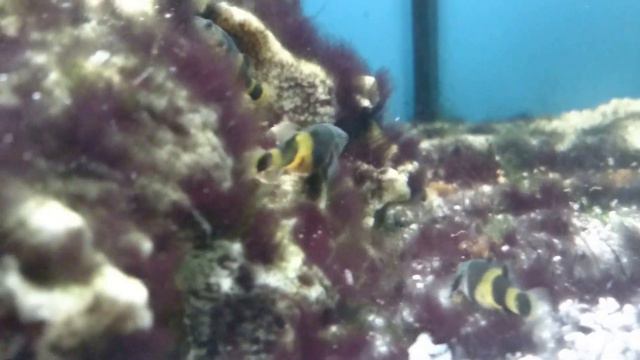 Тетрадоны обживают Балтийское море смотреть онлайн