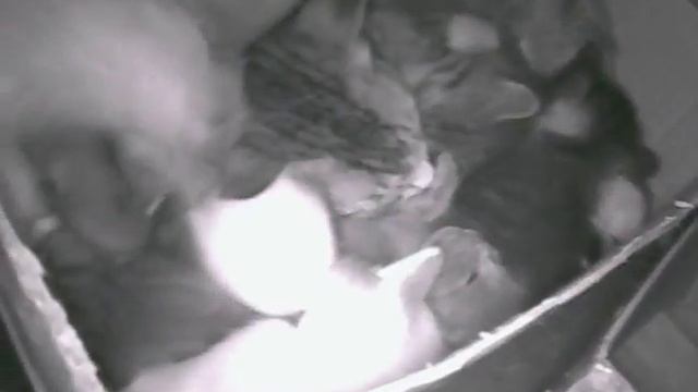 Онлайн трансляция - Куча кошек. смотреть онлайн