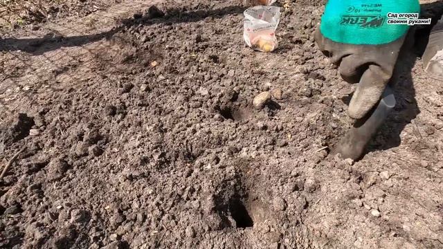 Всё о посадке гладиолусов на клумбу и в горшок! смотреть онлайн