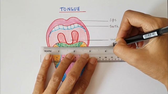 How To Draw And Color HUMAN TONGUE  Easily / ANATOMY / W/-NOTES / SCIENCE/EVS / Step By Step