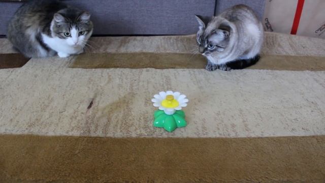The best toys for cats. Лучшие игрушки для кошек смотреть онлайн