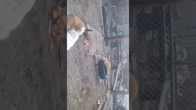 Кот бандит смотреть онлайн