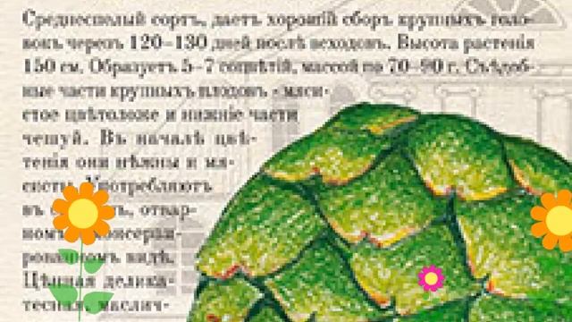 Артишок (Гурман). Краткий обзор: Артишок описание характеристик, где купить семена смотреть онлайн