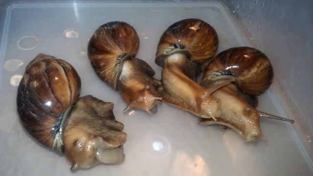 Природа, just Achatina fulica (просто улитки Ахатины) смотреть онлайн