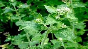 Мелисса трава: описание и свойства