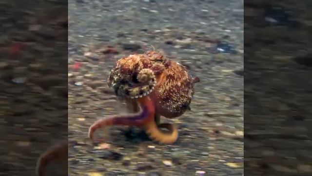 Осьминог смотреть онлайн