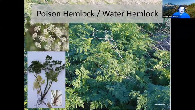 Invasive Plants of the PNW смотреть онлайн