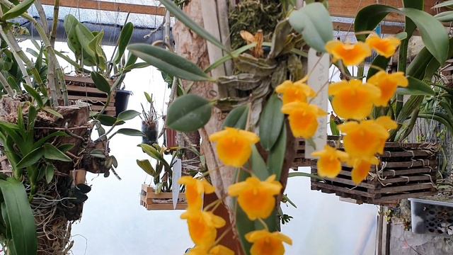 🌼Cultive assim seu Dendrobium Agregatum (TUDO O QUE VOCÊ PRECISA SABER) смотреть онлайн